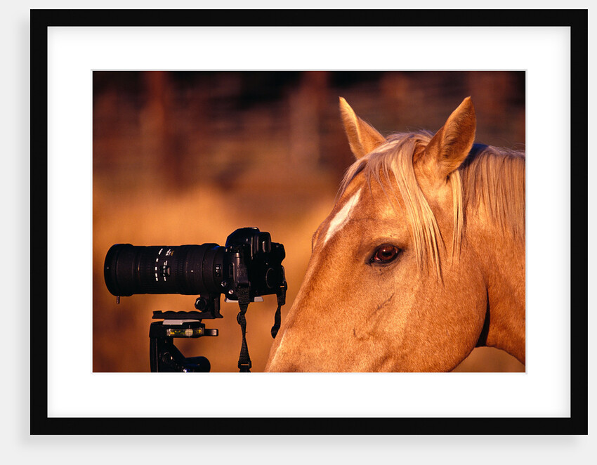 Horse Peering through Camera by Anonymous