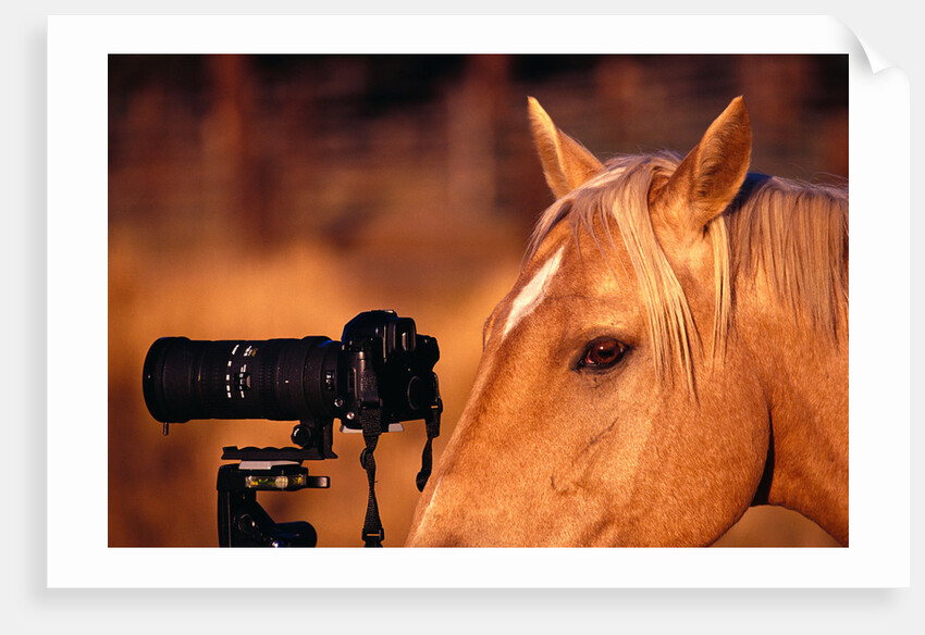 Horse Peering through Camera by Anonymous