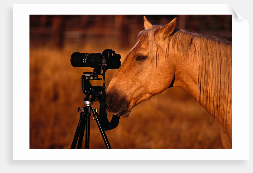 Horse Peering through Camera by Anonymous