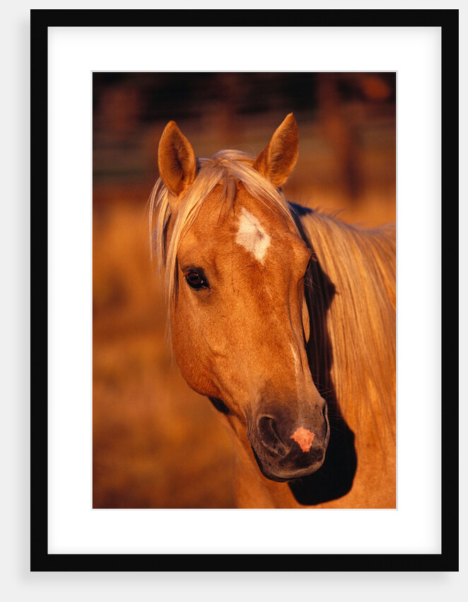 Diamond Marking Horse's Forehead by Anonymous