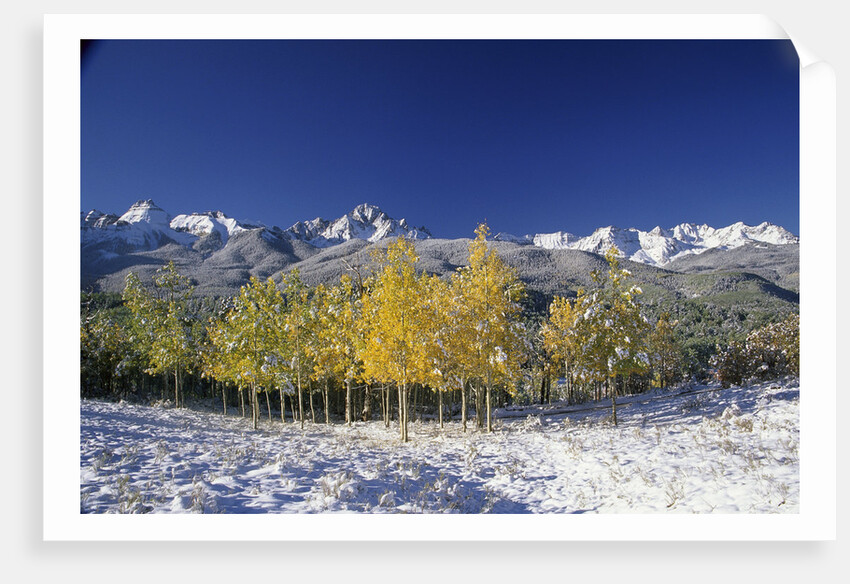 Aspens and the San Juan Mountains by Anonymous