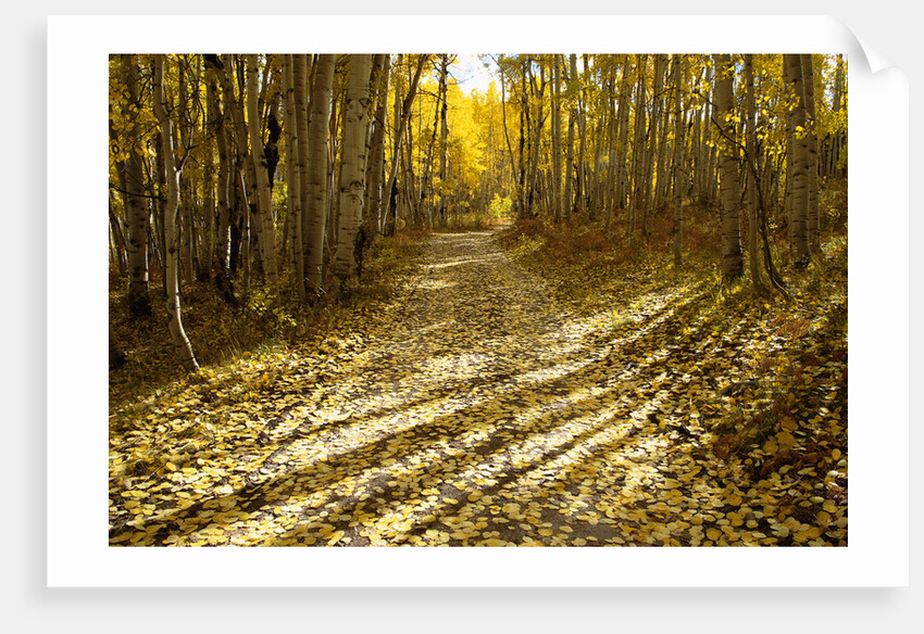 Aspens Lining Kebler Pass Road by Anonymous