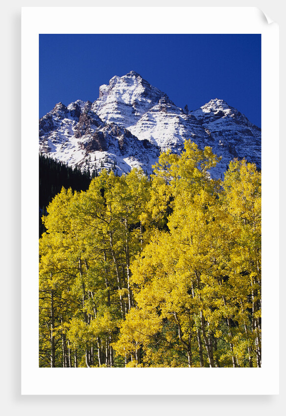 Aspen Grove and Maroon Bells by Anonymous