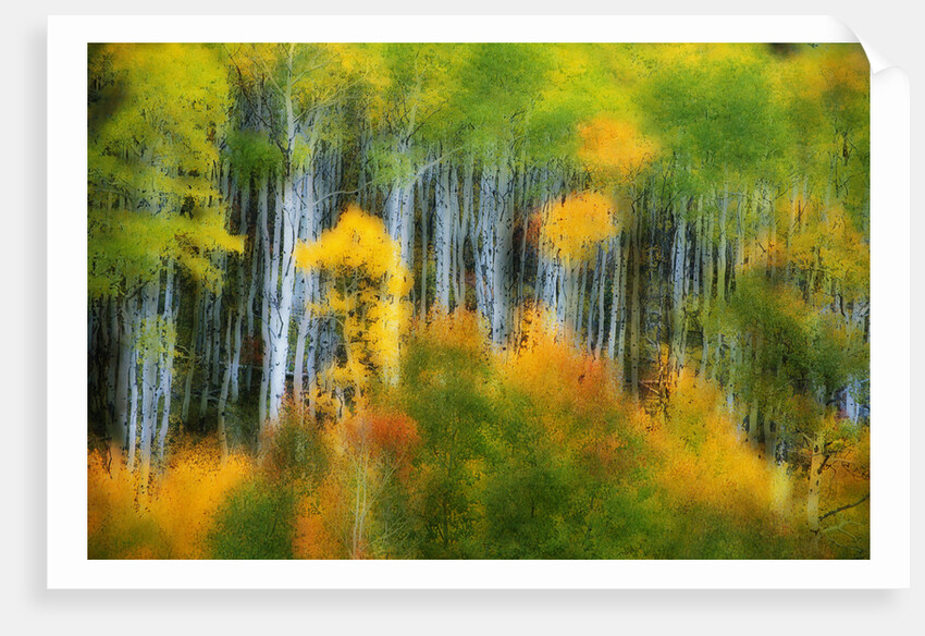 Aspen Grove Along McClure Pass by Anonymous