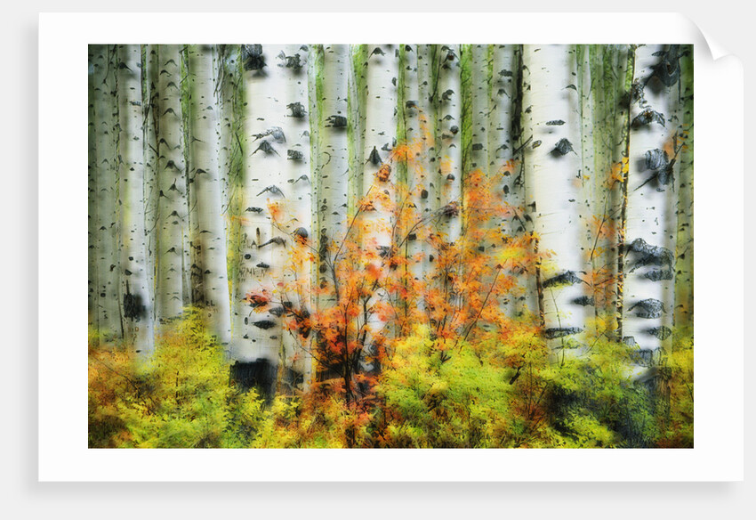 Aspen Grove Along McClure Pass by Anonymous