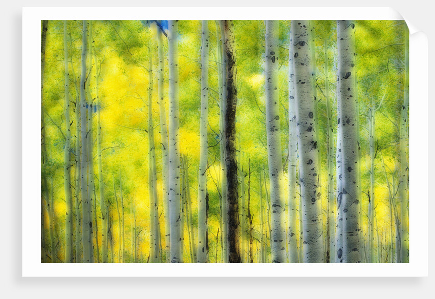Aspen Grove in Autumn by Anonymous