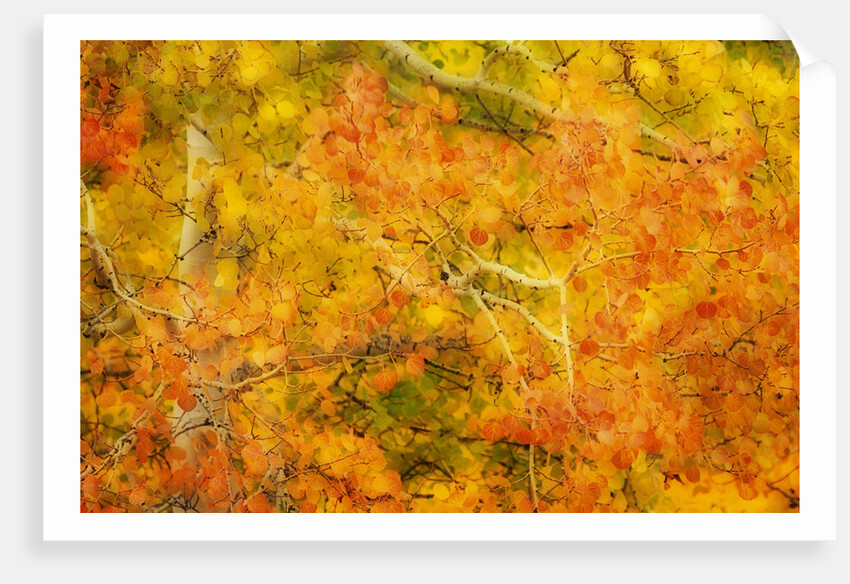Aspen Foliage in Autumn by Anonymous