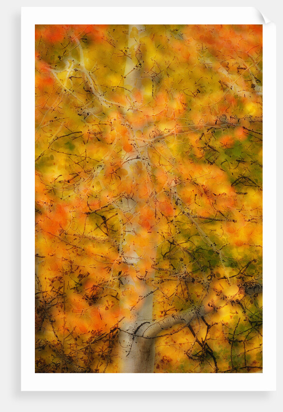 Aspens in Autumn by Anonymous