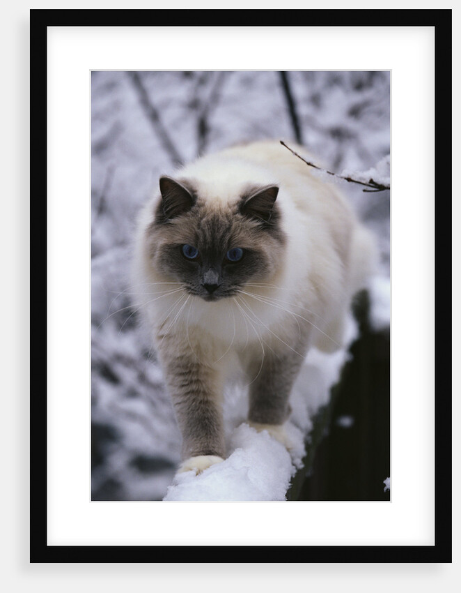 Ragdoll Cat Outside by Anonymous