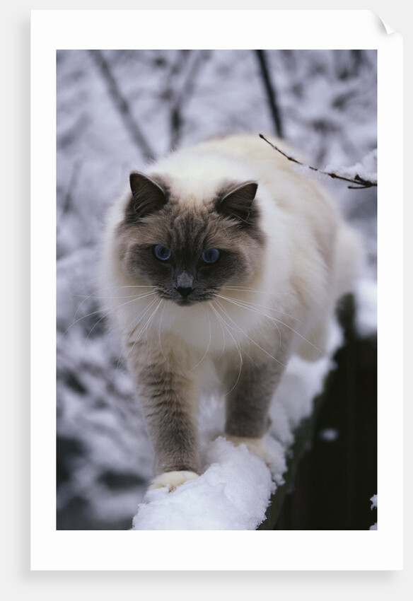 Ragdoll Cat Outside by Anonymous