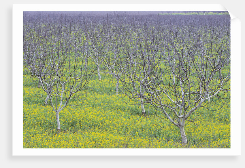 Almond Grove and Wild Mustard Plants by Anonymous