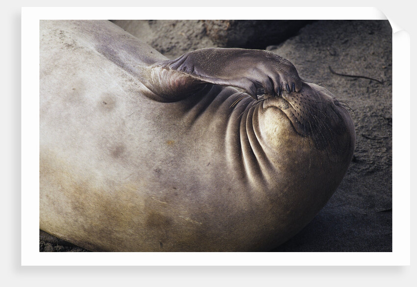 Elephant Seal Scratching by Anonymous