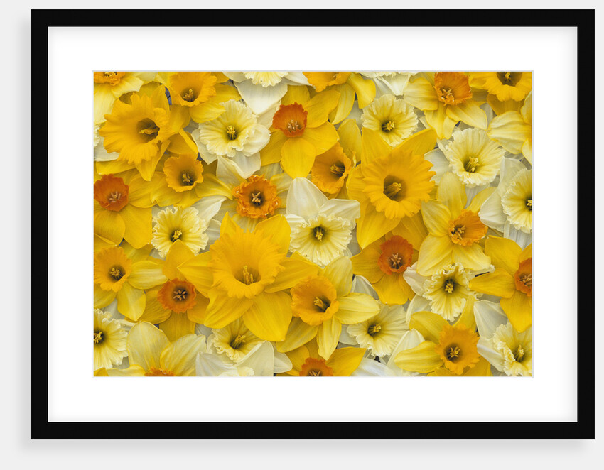 Blooming Daffodils by Anonymous