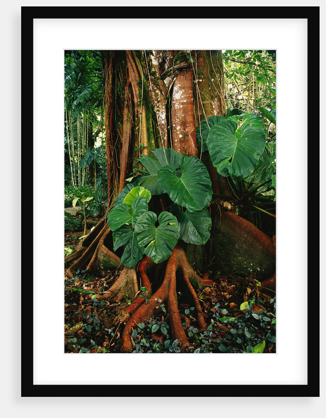 Anthurium Leaves and Red Mangrove by Anonymous