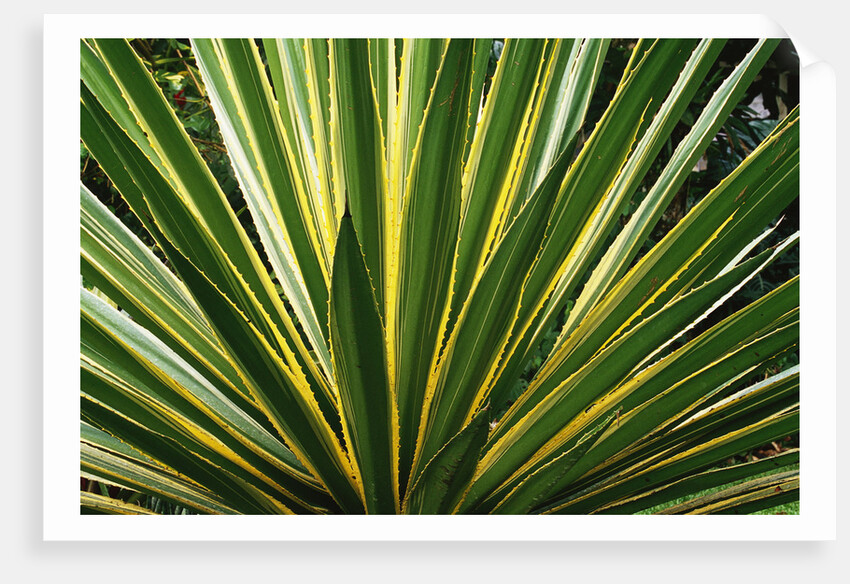 Cactus Leaves at Casa Orquideas Botanical Garden by Anonymous