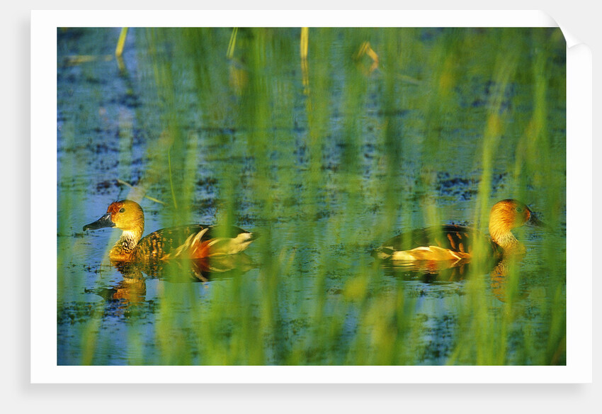 Fulvous Whistling Ducks in Texas Valley by Anonymous