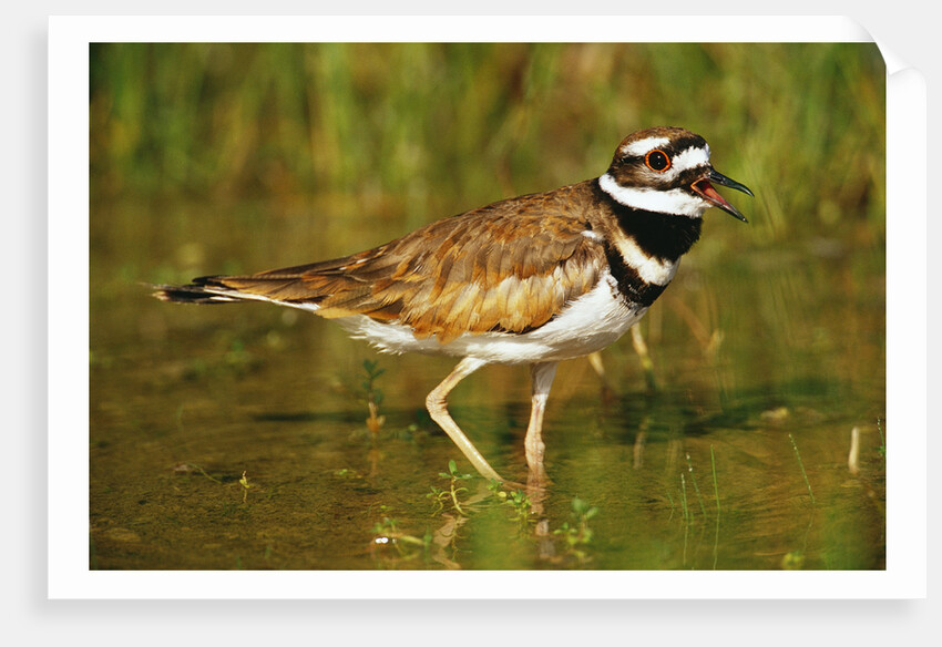 Killdeer near Nest by Anonymous