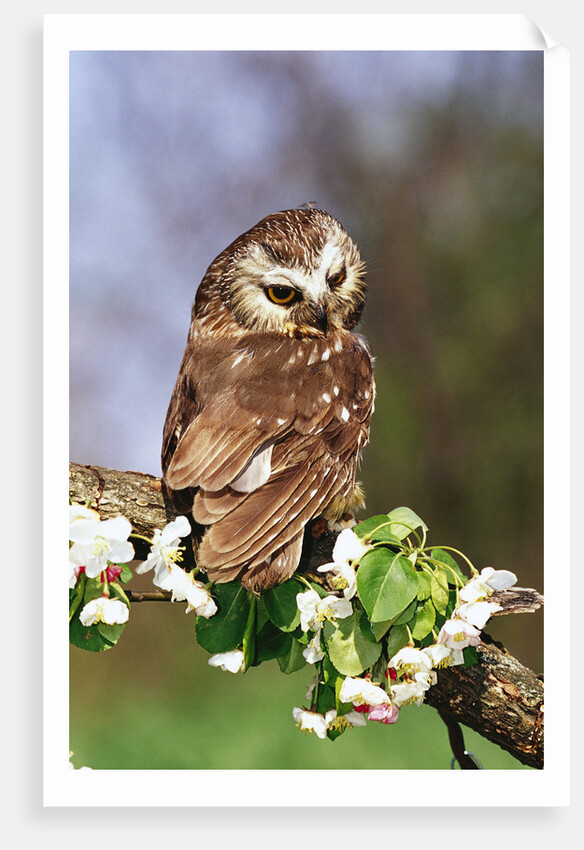 Saw-Whet Owl on Crab Apple Bloom by Anonymous