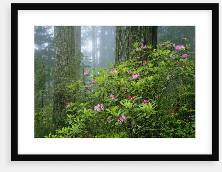 Rhododendrons Among Redwoods by Anonymous