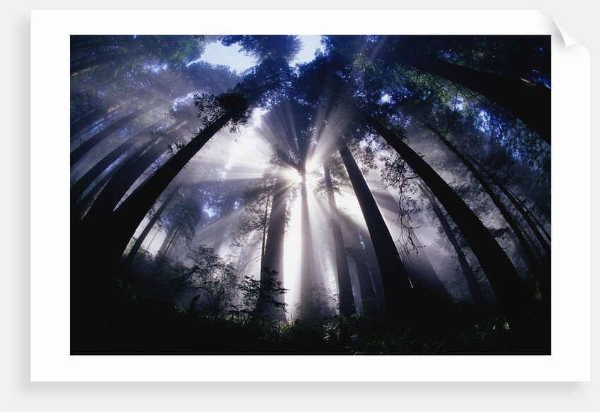 Sunlight Passing Through Redwood Forest by Anonymous