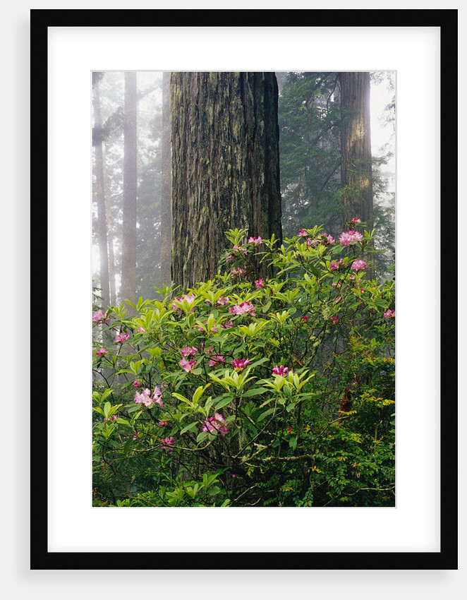 Rhododendrons and a Redwood by Anonymous
