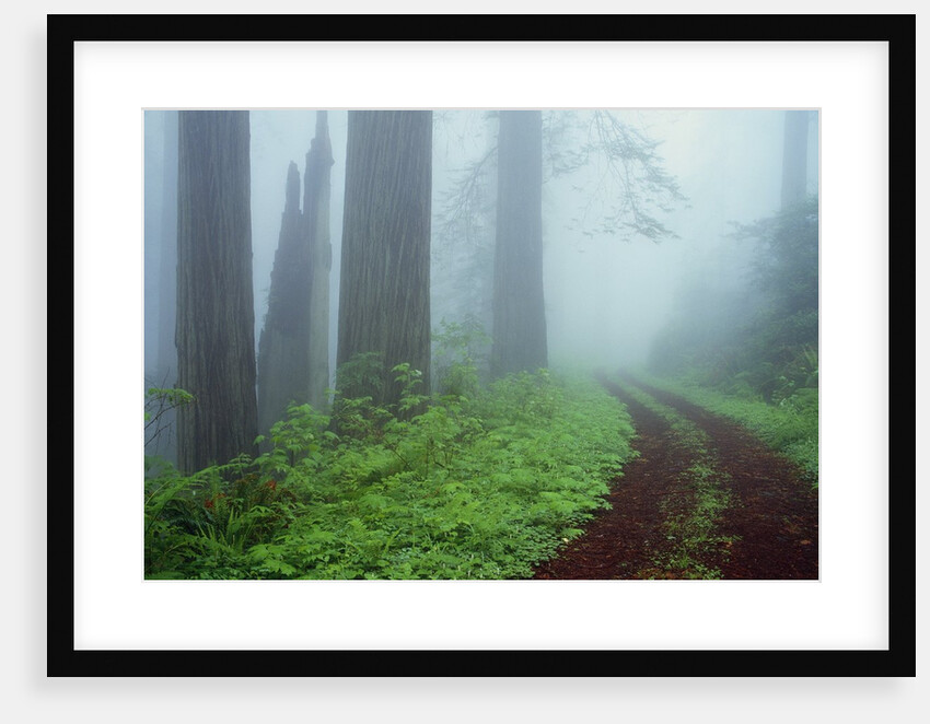 Unpaved Road in Misty Redwood Forest by Anonymous