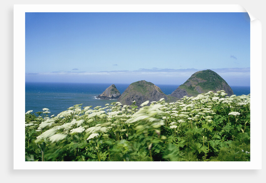 Cow Parsnip Plants Along Oregon Coastline by Anonymous