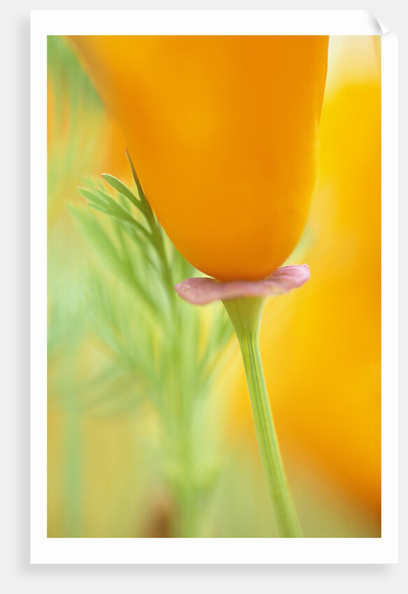 California Poppy by Anonymous