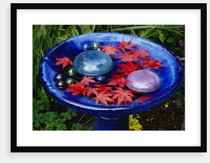 Leaves Floating in a Bird Bath by Anonymous