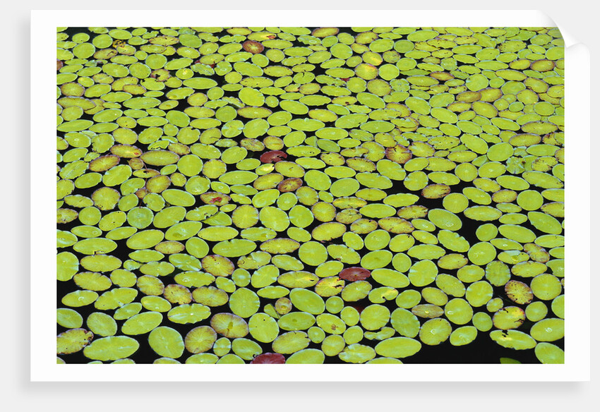Lily Pads Covering Lake Surface by Anonymous