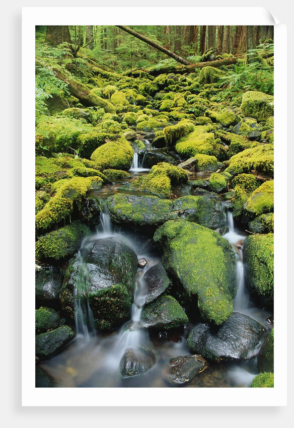 Stream Flowing Through Moss Covered Rocks by Anonymous