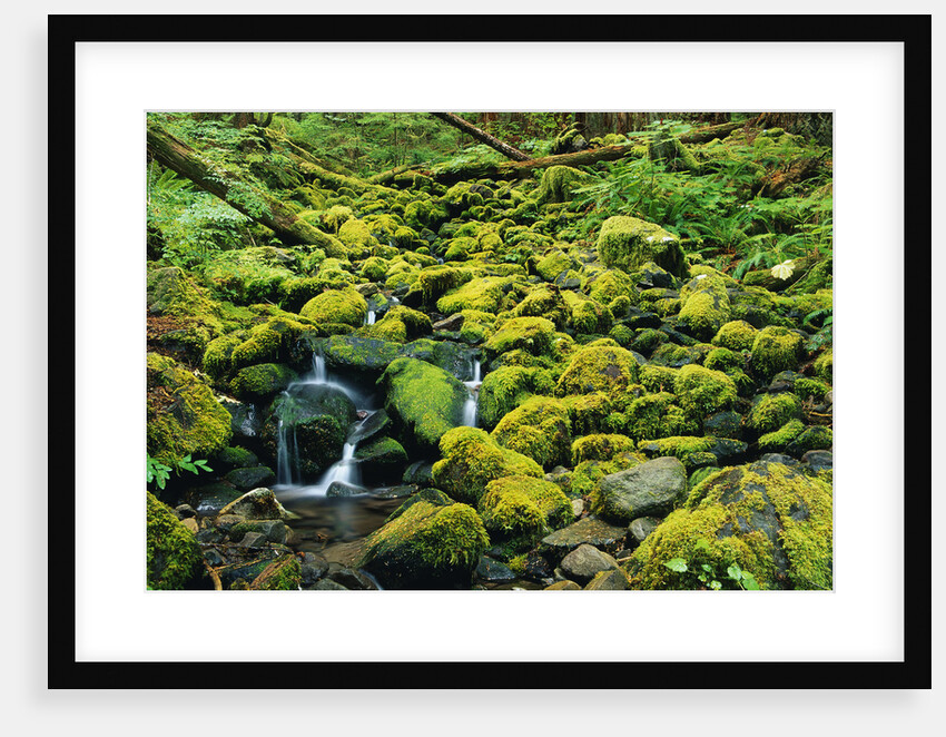 Stream Flowing Through Moss Covered Rocks by Anonymous