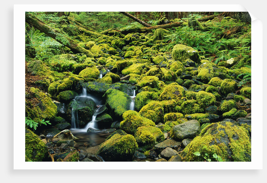 Stream Flowing Through Moss Covered Rocks by Anonymous