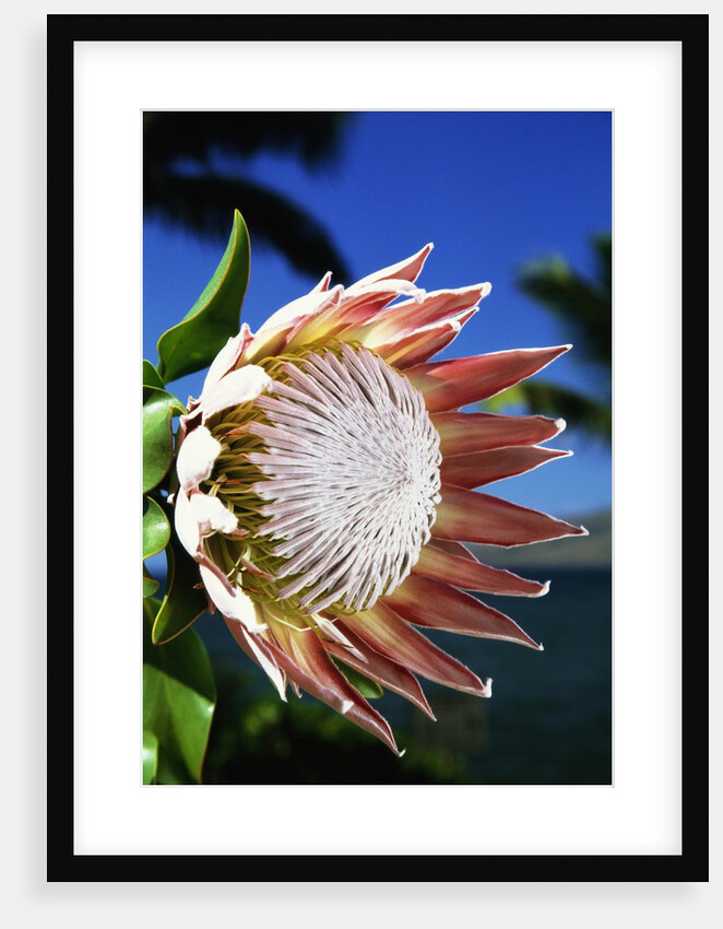 King Protea on Maui by Anonymous