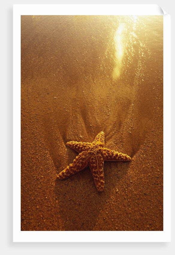 Starfish on Maui Beach by Anonymous
