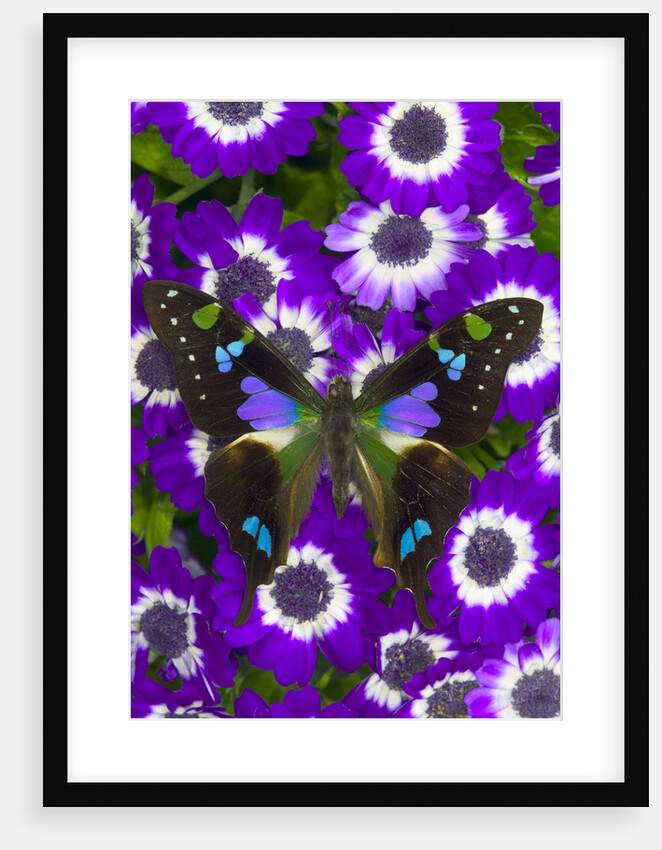Butterfly on Purple Daisies by Anonymous