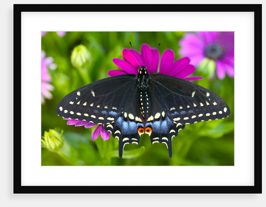 Butterfly on Daisies by Anonymous