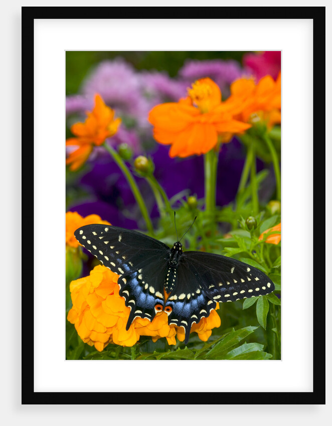 Butterfly on Yellow Flowers by Anonymous