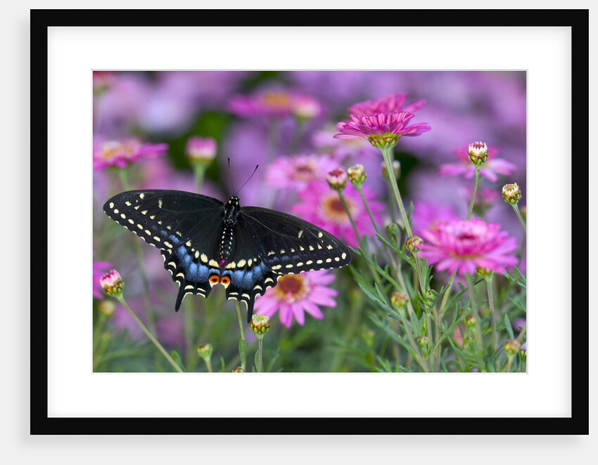 Butterfly and Daisies by Anonymous