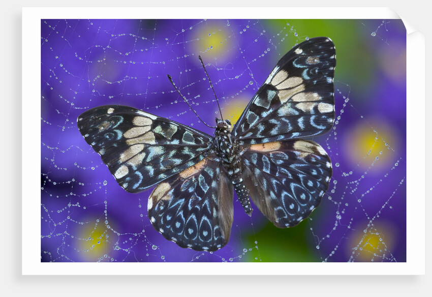 Hamadryas Butterfly Caught in a Spiderweb by Anonymous