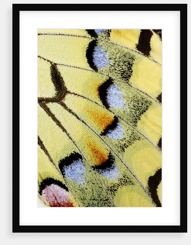 Wing of a Butterfly by Anonymous