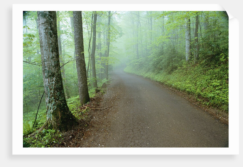 Road in Great Smoky Mountains National Park by Anonymous