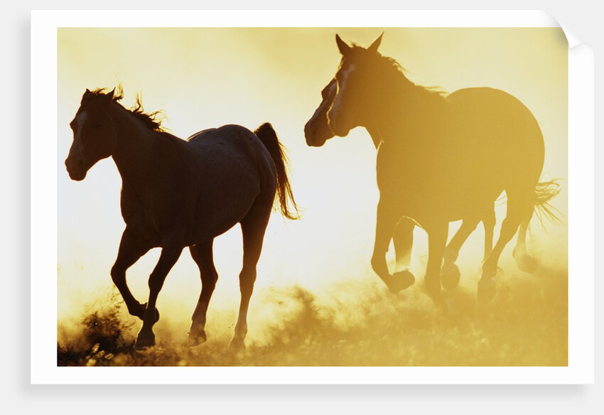 Horses Running at Sunset by Anonymous