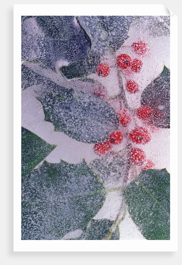 Holly Branch Frozen in Ice by Anonymous