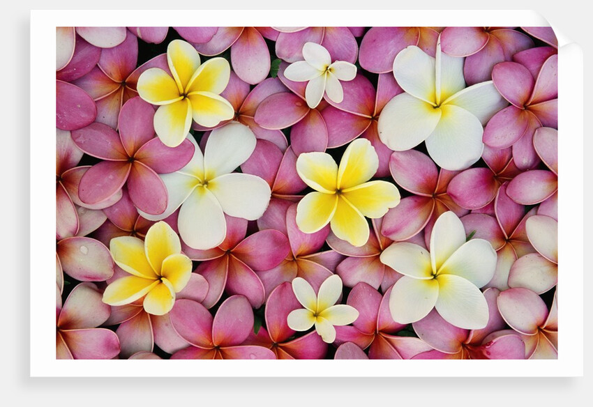 Plumeria Flowers by Anonymous