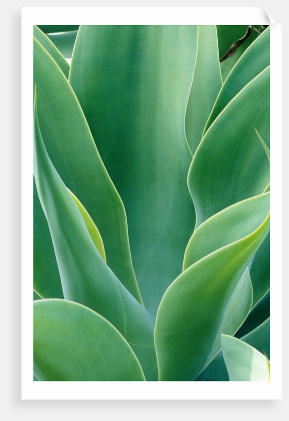 Agave Plant by Anonymous