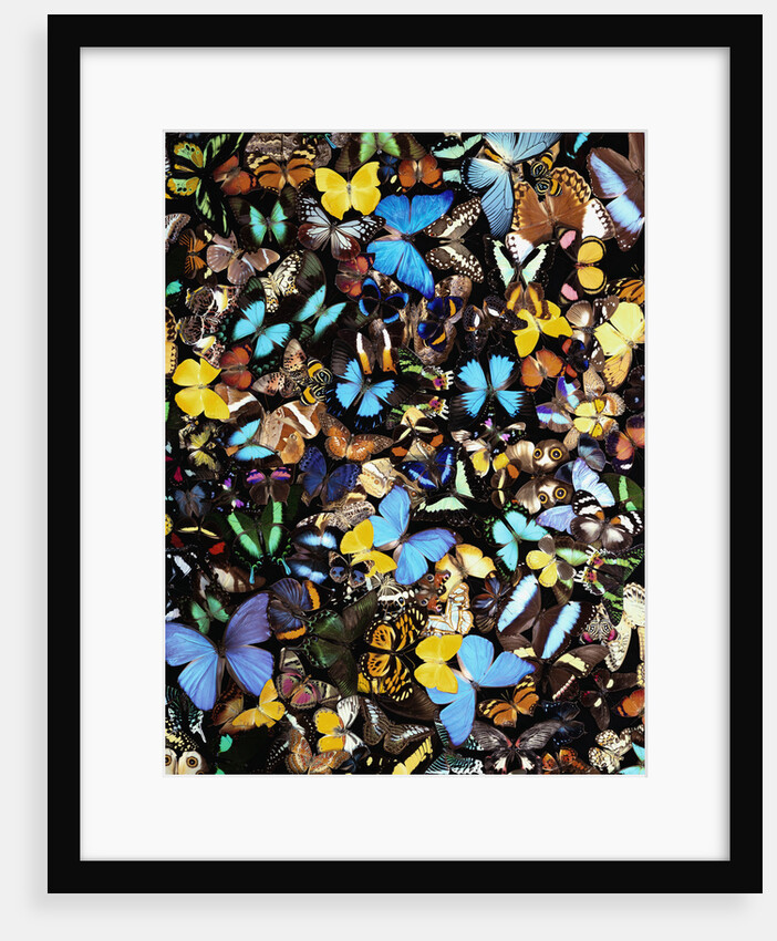 Butterflies by Anonymous