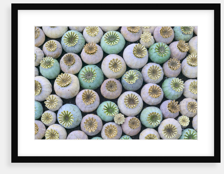 Dried and Green Poppy Seed Heads by Anonymous