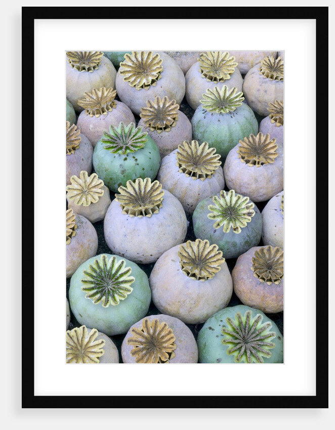 Dried and Green Poppy Seed Heads by Anonymous