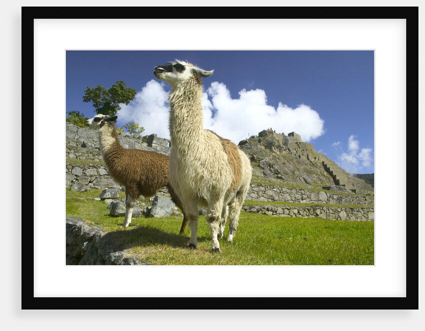 Two Alpaca at Machu Picchu by Anonymous